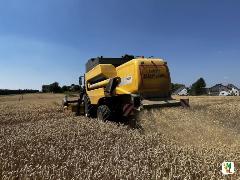 Mehr Weizen für eine sichere Welternährung – Genetisches Potenzial für Ertragssteigerungen nutzen