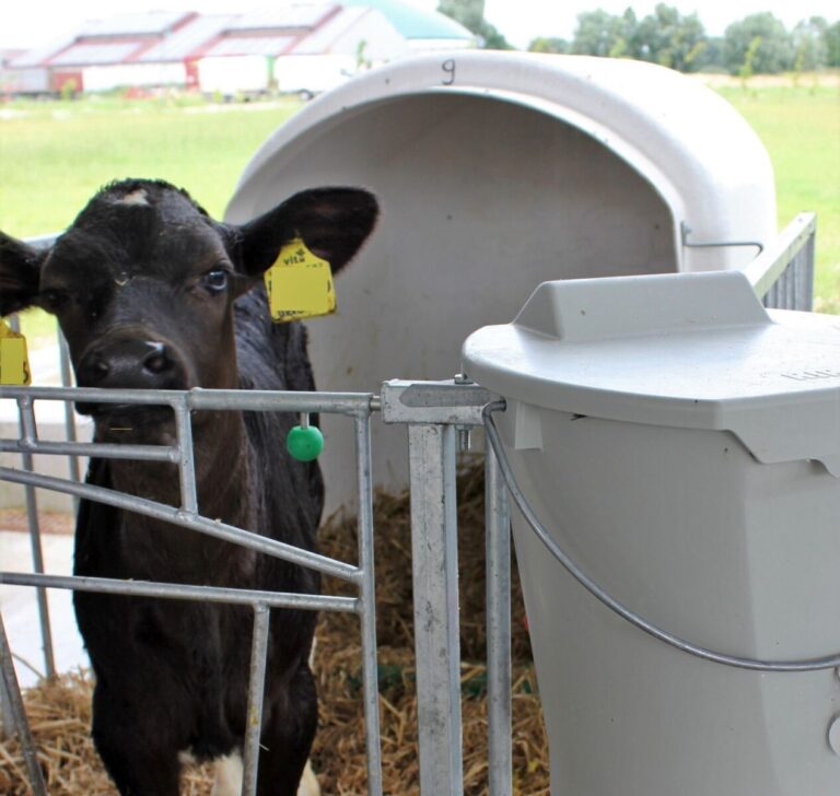 Rechtssicherheit für Kälberiglus – Landwirtschaftskammer veröffentlicht Leitfaden