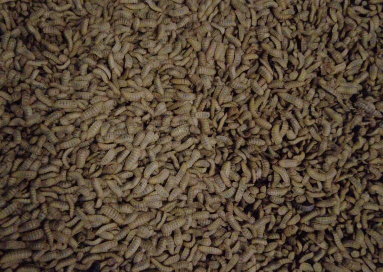 Insekten-Proteine – Die Grünen wollen weitere Insekten in Lebensmitteln zulassen