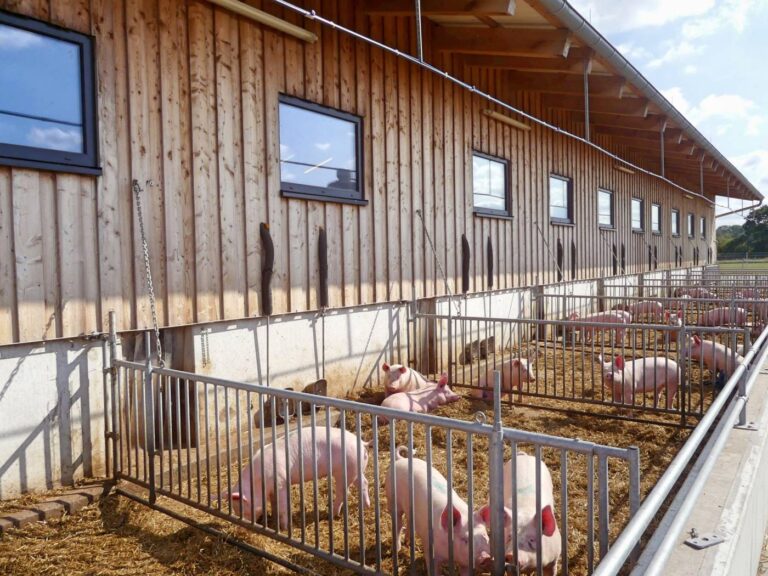 Mehr Tierwohl scheitert zu oft am Recht