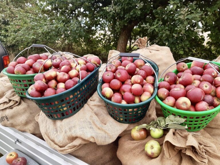 Äpfel aus der Heimat haben eine gute CO2-Bilanz