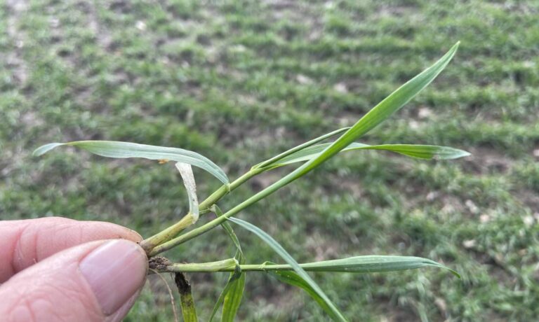 Keine Patente auf Kulturpflanzen – FREIE BAUERN weisen Patentansprüche der Industrie auf Kulturpflanzen grundsätzlich zurück