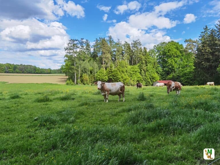 EU stellt klar: Ökolandbau ohne Weide zukünftig nicht mehr möglich – Landwirtschaftsministerin Michaela Kaniber will Biobauern unterstützen 