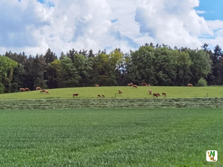 Viehdiebe stehlen Kühe von Weide in der Bauerschaft Oster
