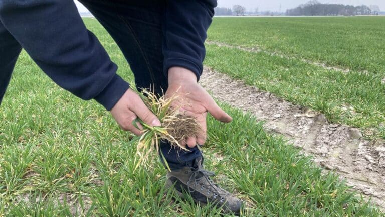 Wasser wird das entscheidende Maß für gute Ernten
