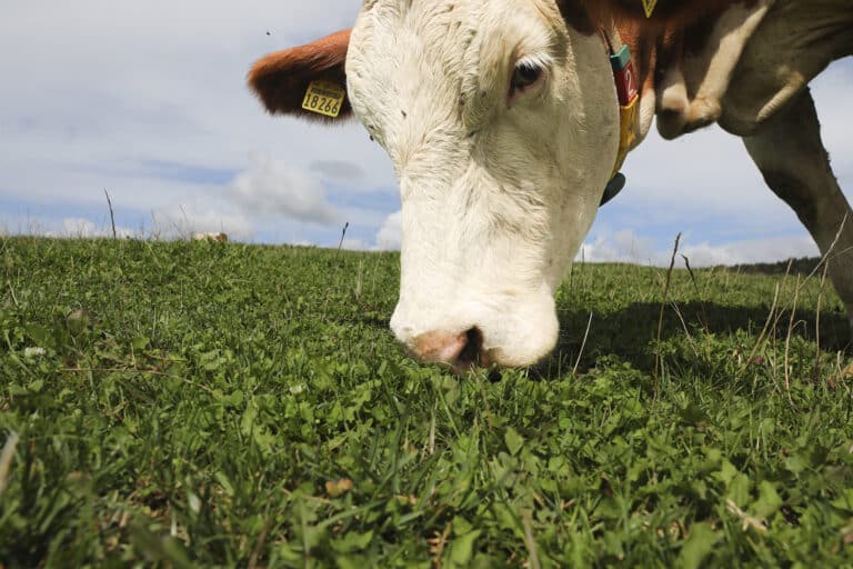 Neues Forschungsprojekt der LFL: Methanausscheidung bei Milchkühen auf den Grund gehen