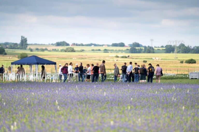 Internationale Lupinen-Tagung: Impulse zur Ausweitung des Anbaus und der Verwendung als Lebensmittel