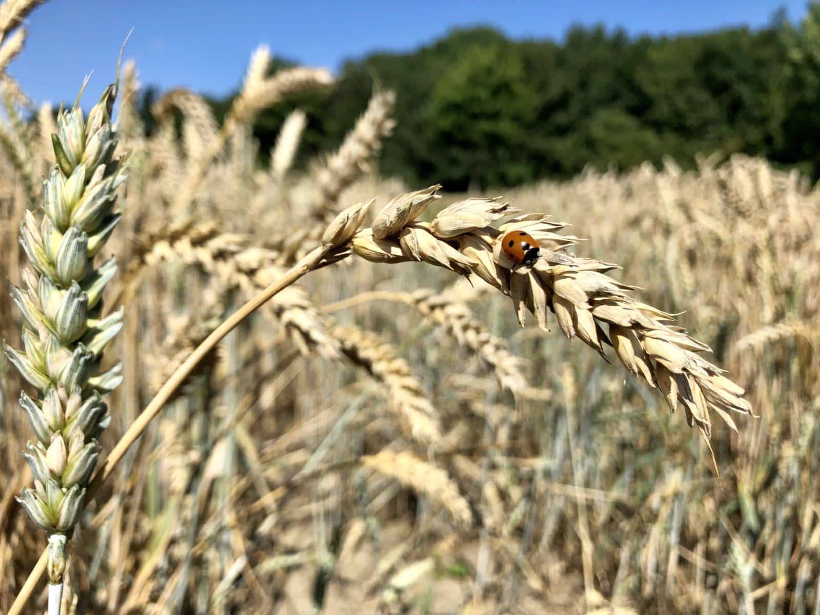 2020 07 13 Weizen wim 2 scaled 1 1