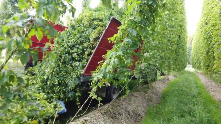 Sinkende Anbauflächen zur Hopfenernte 2024