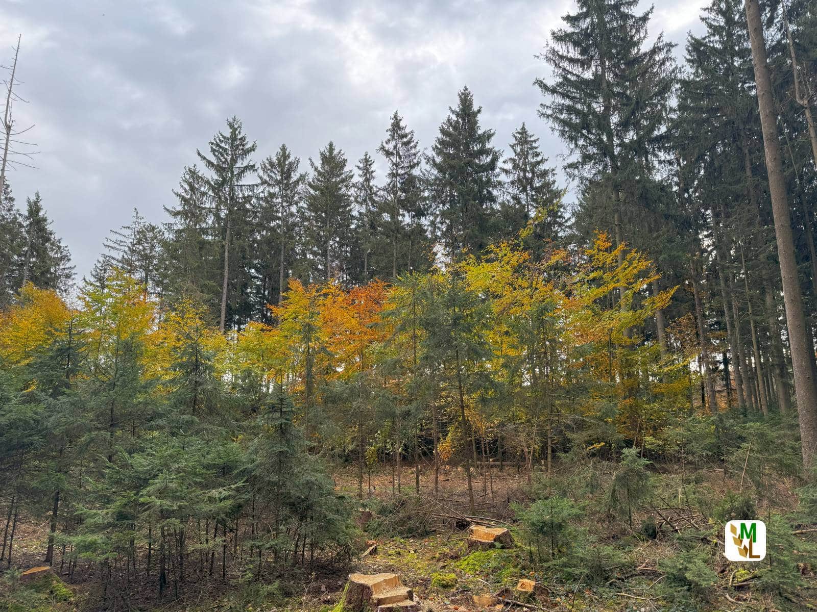 Wald Verjuengung Fichte Buche Borkenkaefer ML.2023 1