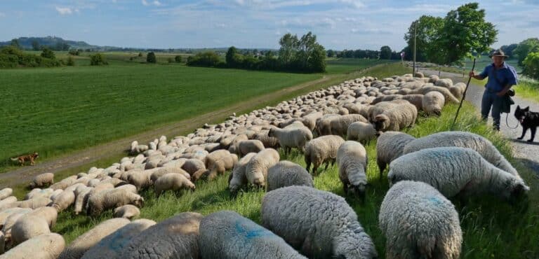 FREIE BAUERN: Geplante Tierschutz-Novelle bringt für die Tiere mehr Schaden als Nutzen