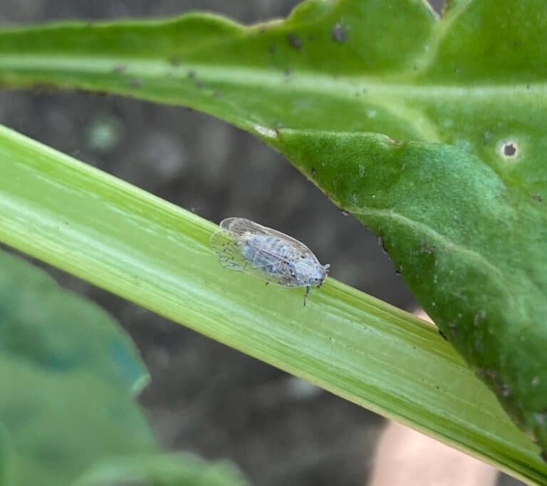 BVL ermöglicht Bekämpfung von Glasflügelzikaden als Überträger bakterieller Krankheitserreger an Zuckerrüben
