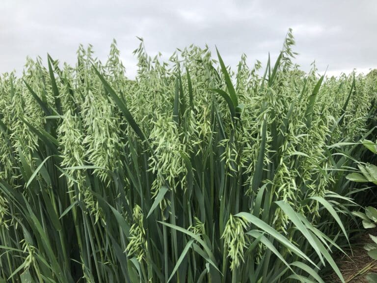 Landwirte schütteln über neue Verordnungen die Köpfe