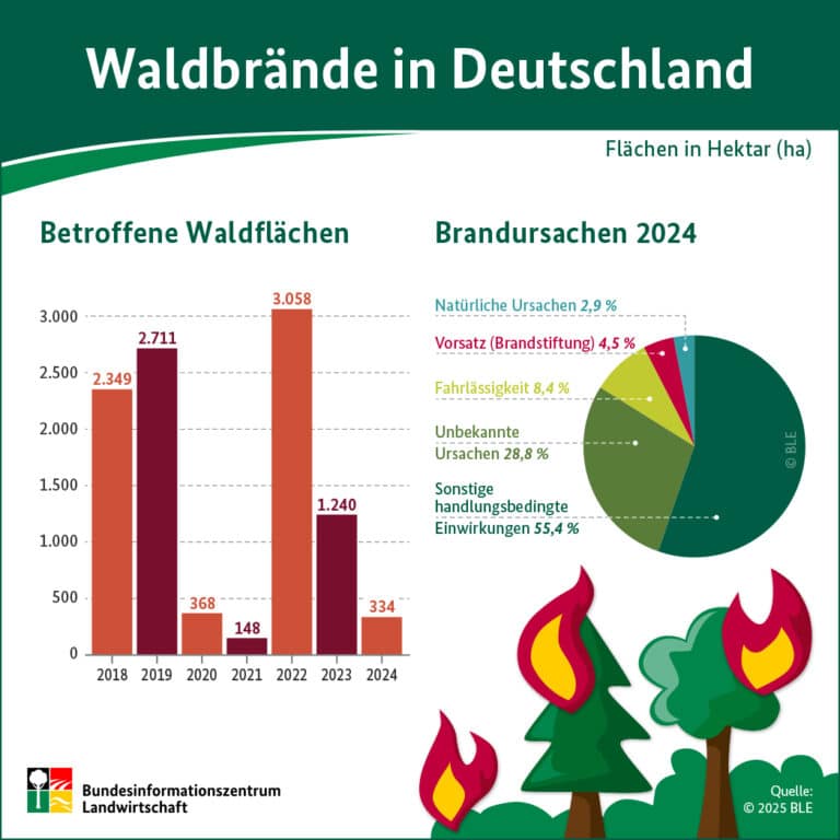 Waldbrände 2024: Fläche so groß wie Central Park verbrannt