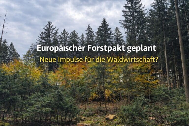 Dichter Wald in Deutschland als Symbol für EU-Waldpolitik und Beitritt zur For Forest Group 2026